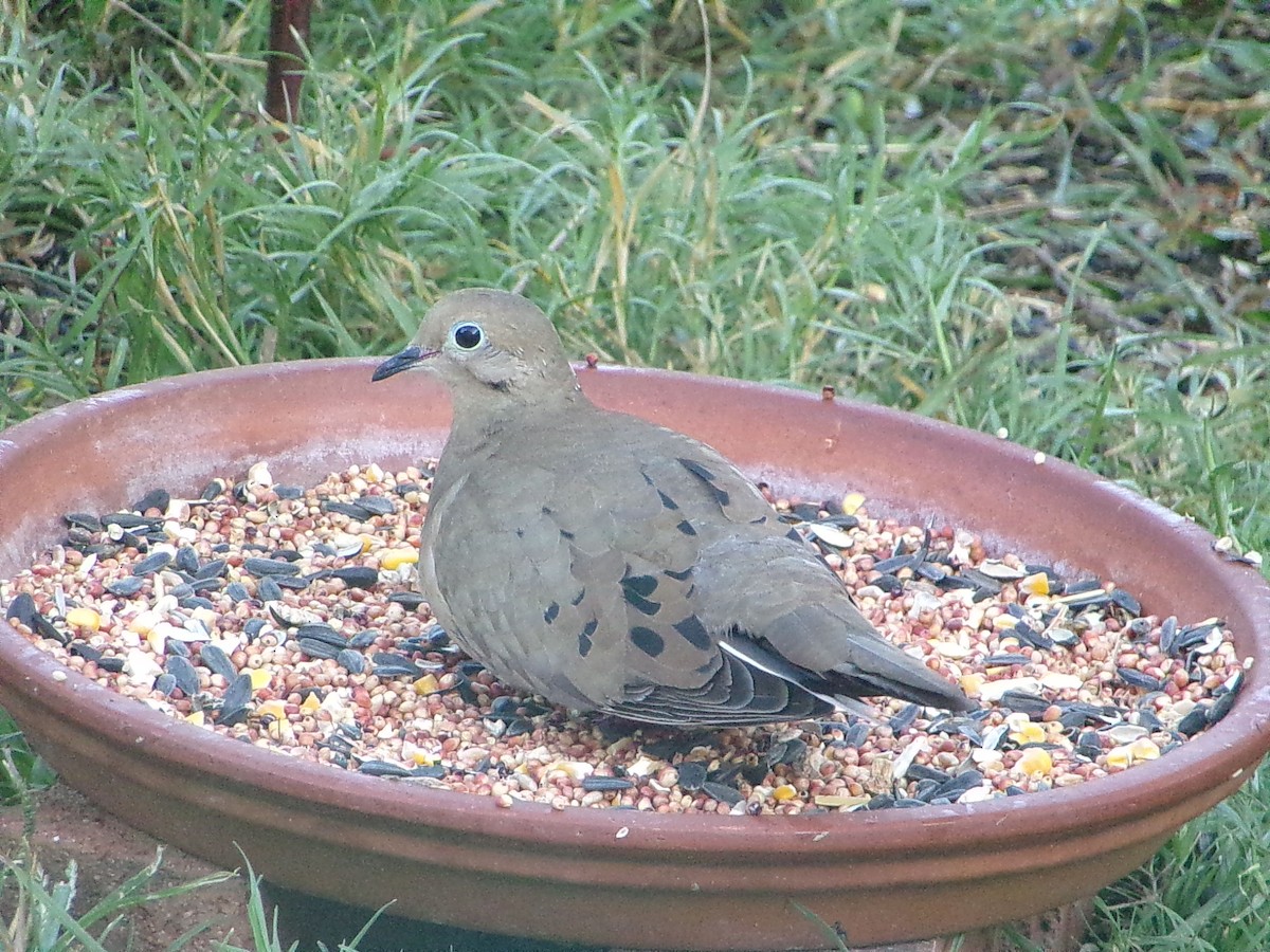 Mourning Dove - ML645263427
