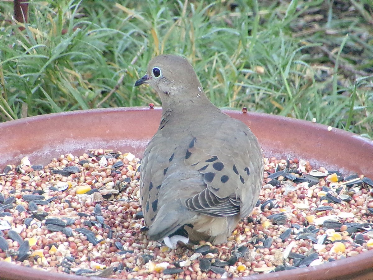 Mourning Dove - ML645263428