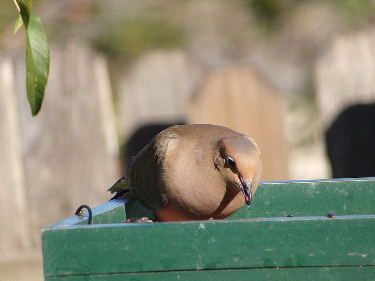 Mourning Dove - ML645263430