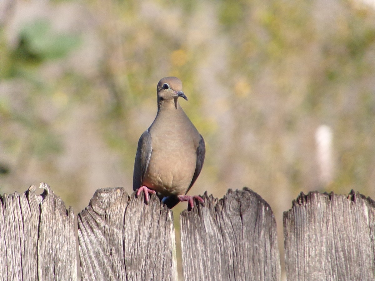 Mourning Dove - ML645263433