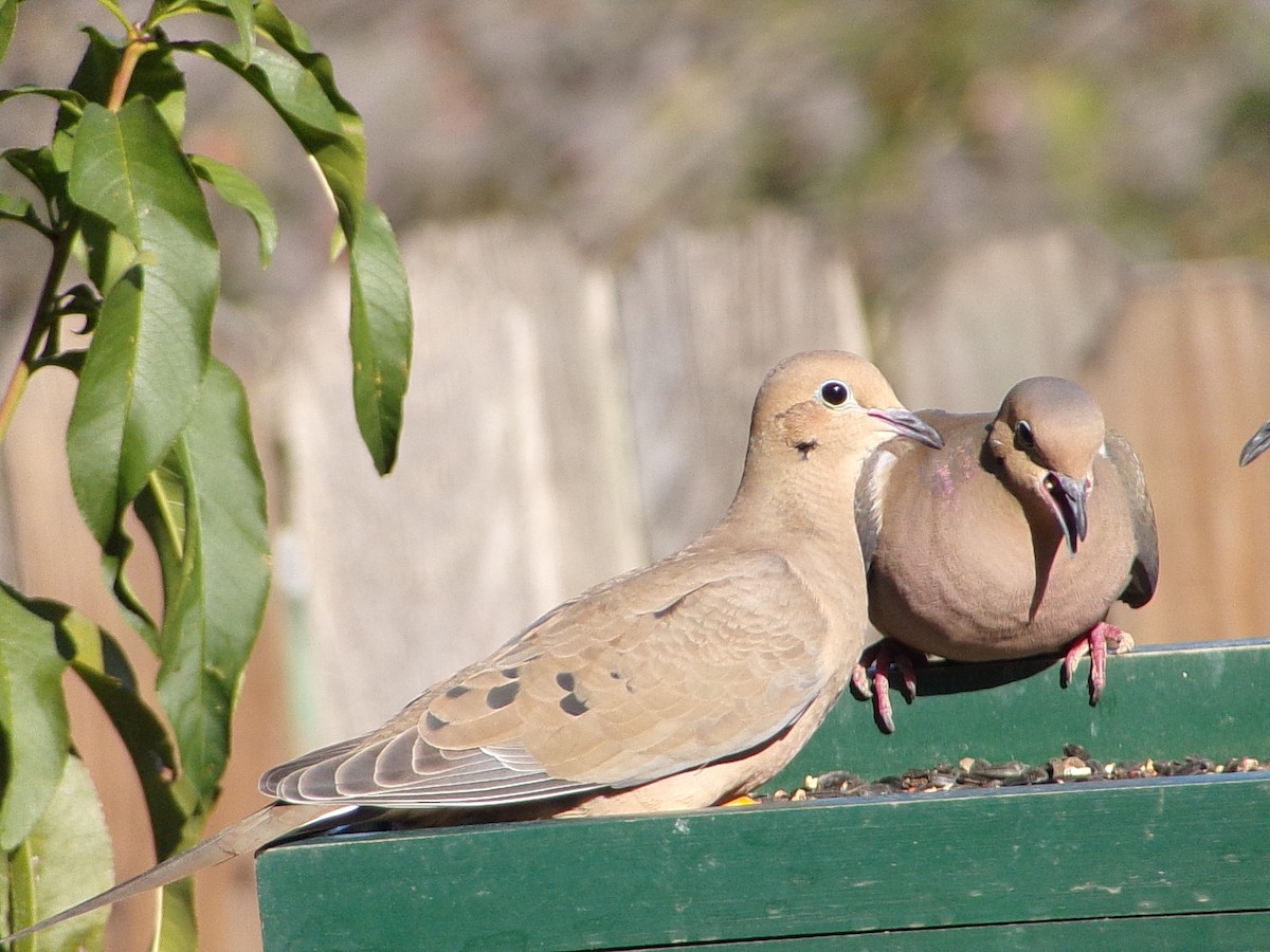 Mourning Dove - ML645263434
