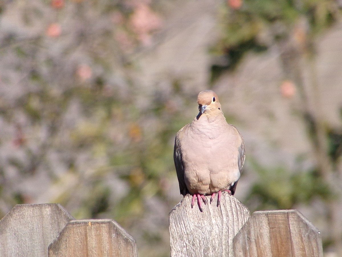 Mourning Dove - ML645263436