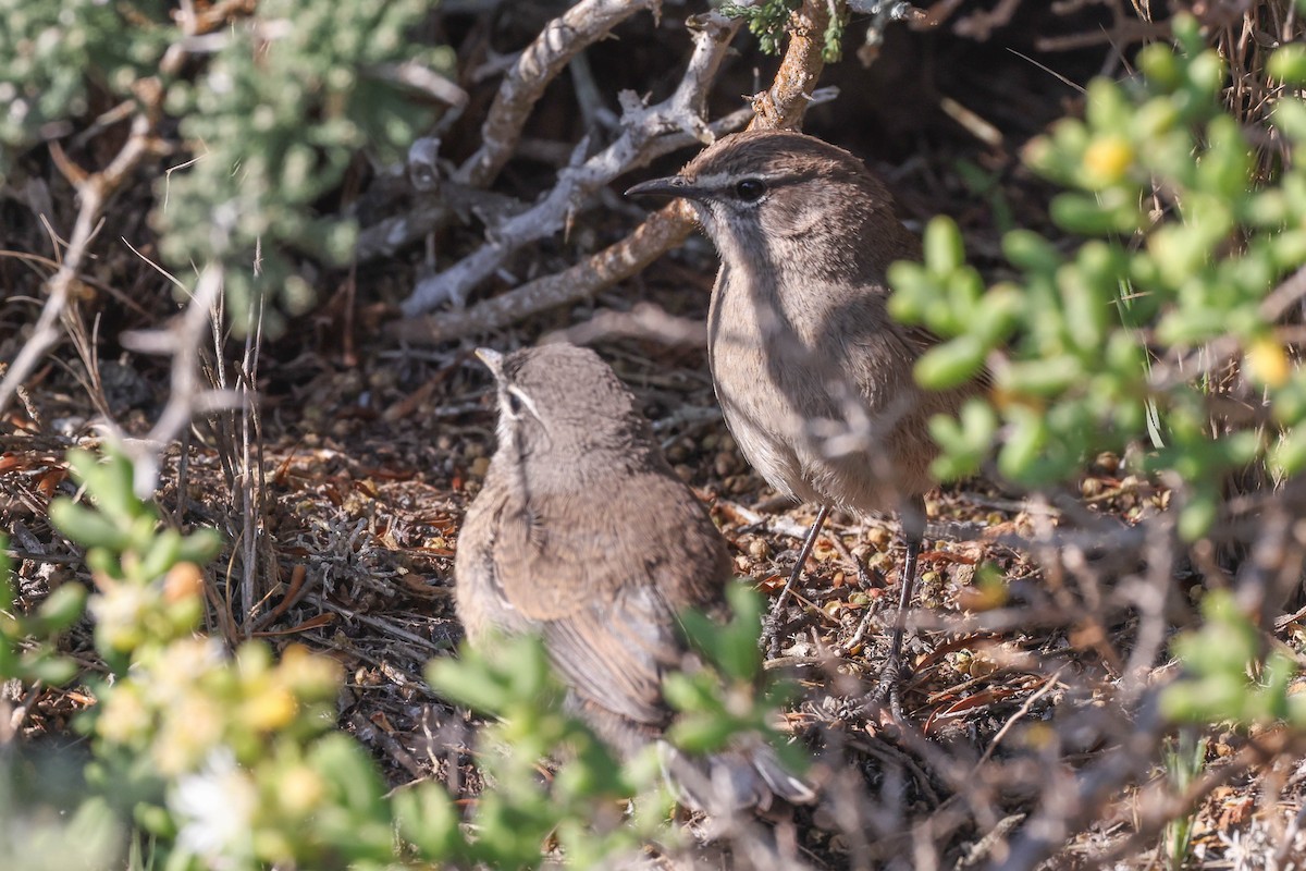 Karoo Scrub-Robin - ML645263437