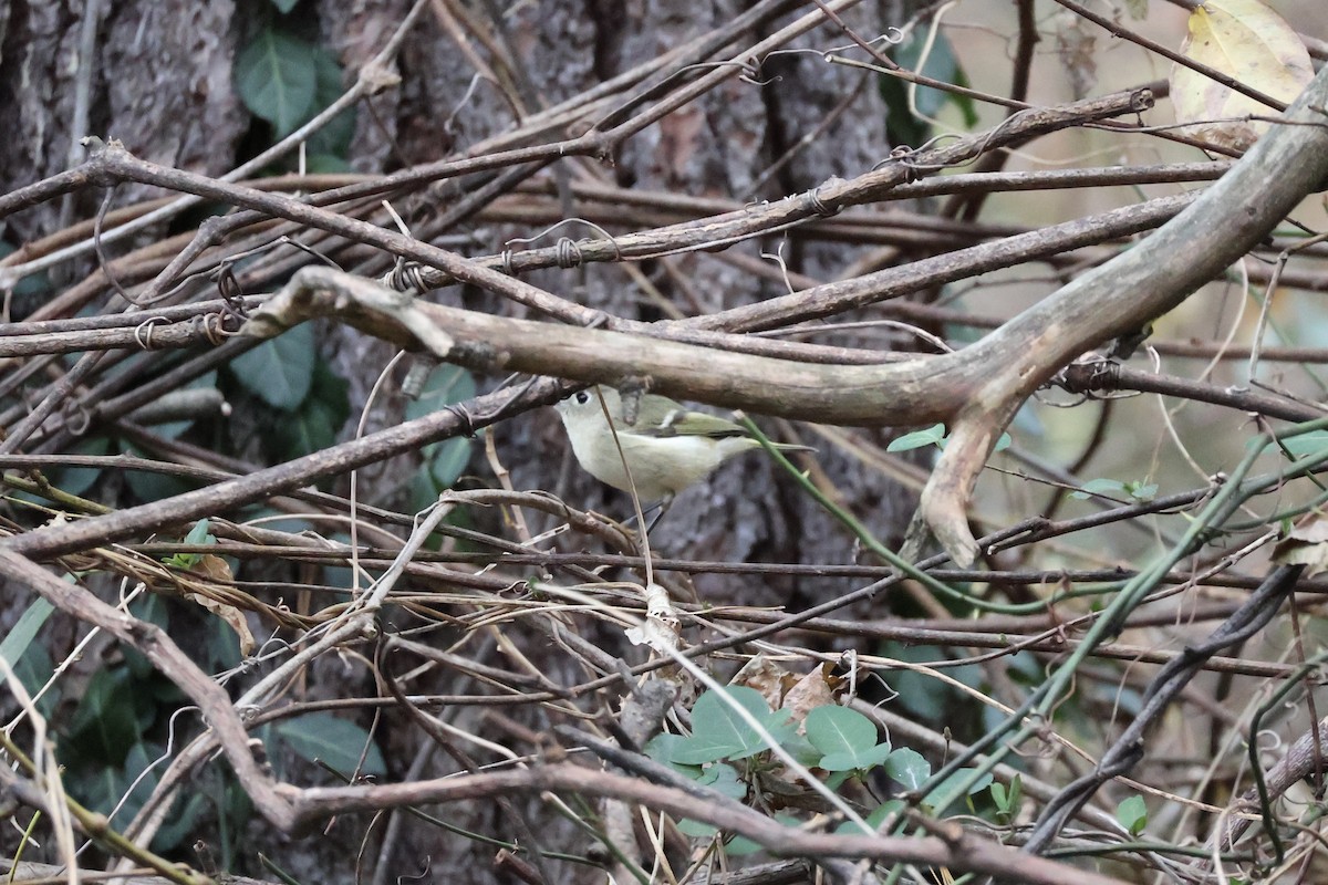 Ruby-crowned Kinglet - ML645263438