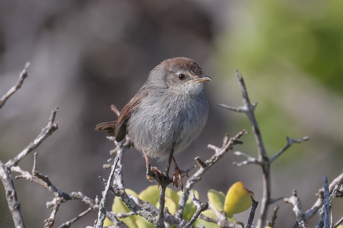 Gray-backed Cisticola - ML645263441