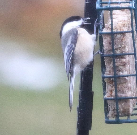 Black-capped Chickadee - ML645263442
