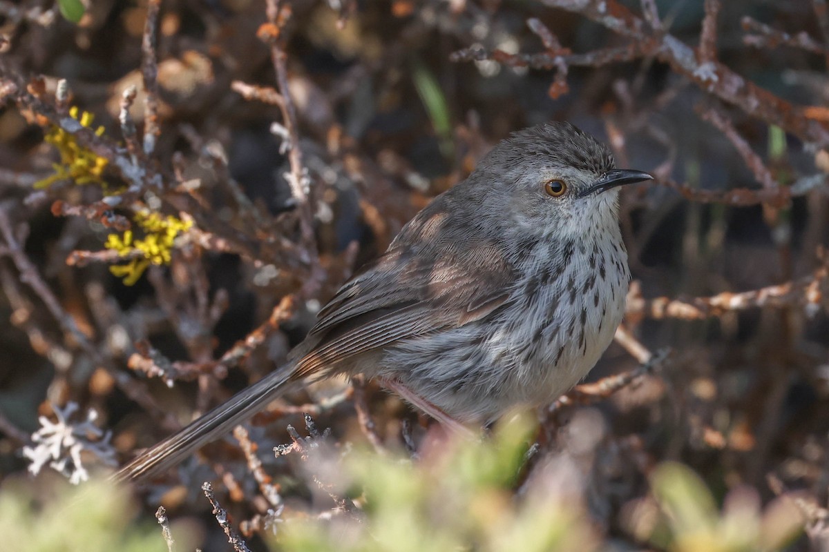 Karoo Prinia - ML645263443
