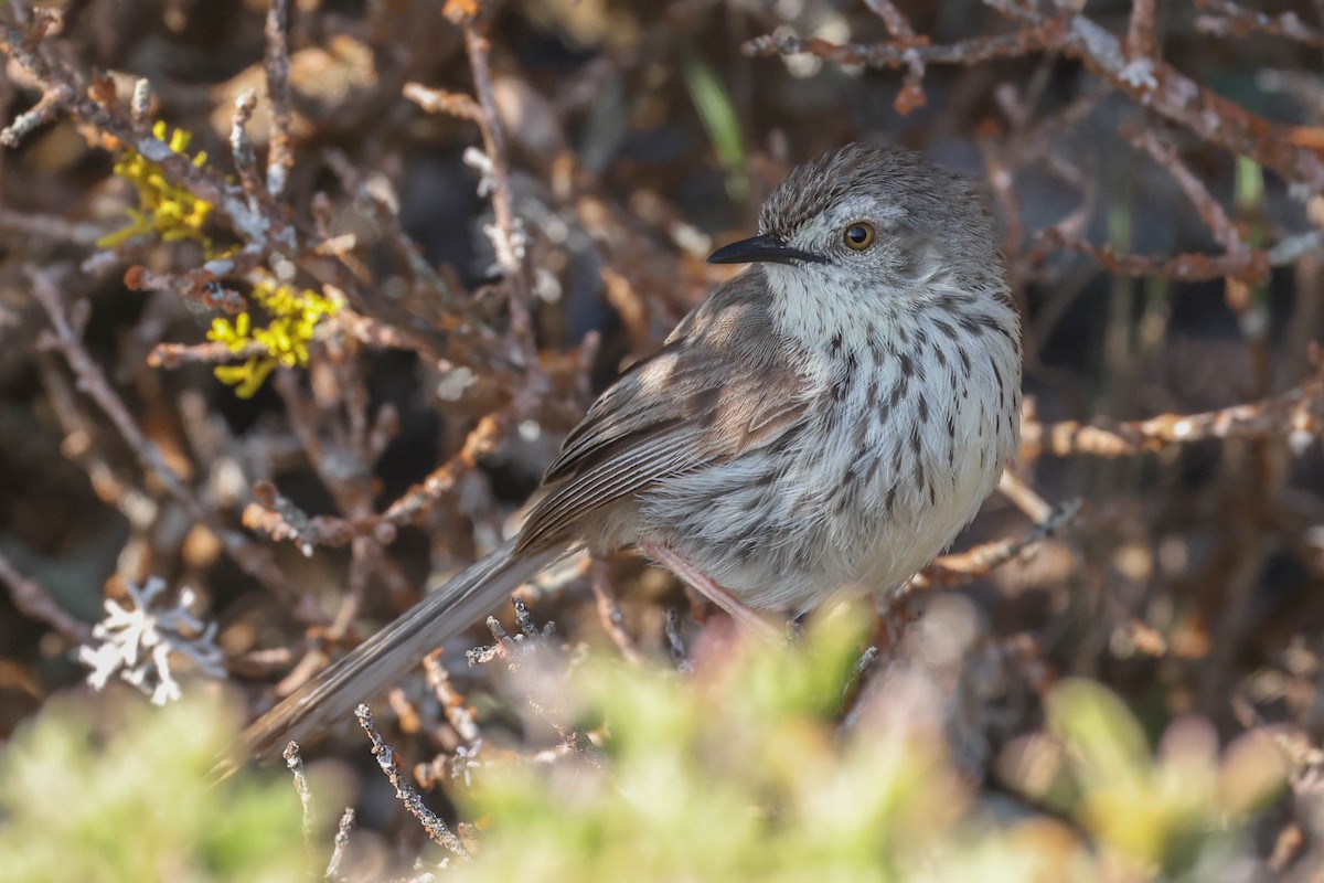 Karoo Prinia - ML645263444