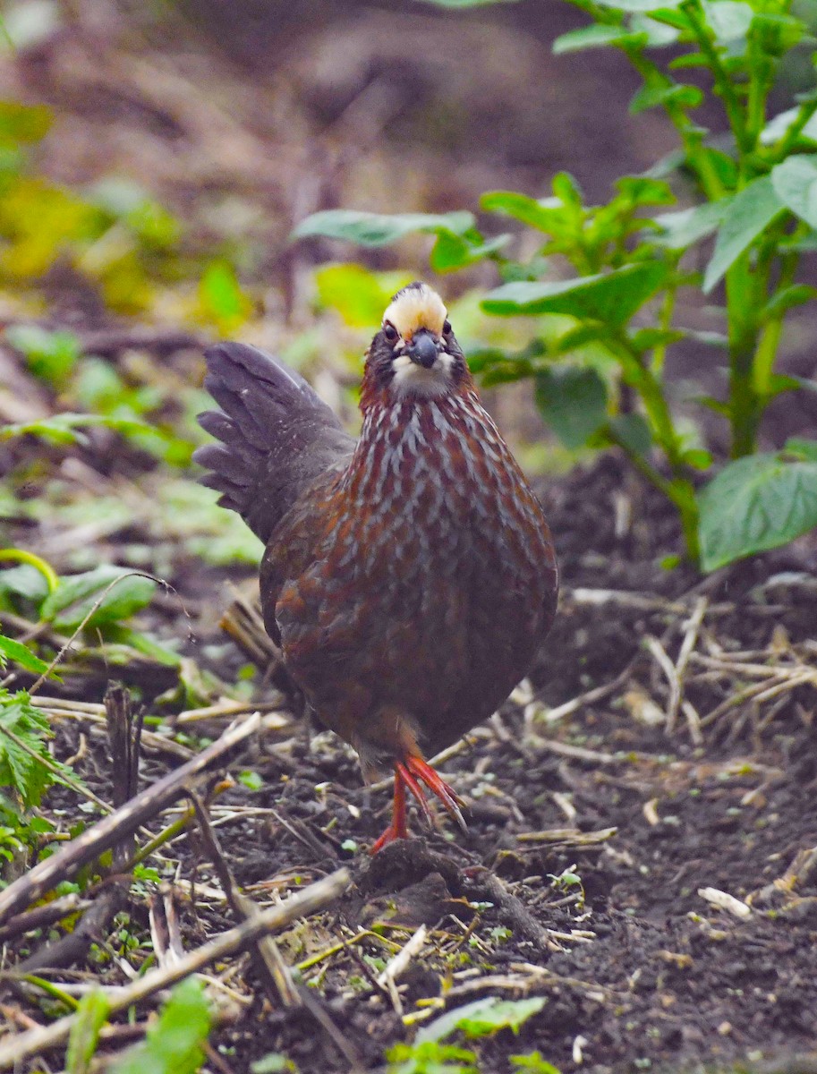 Buffy-crowned Wood-Partridge - ML645263446