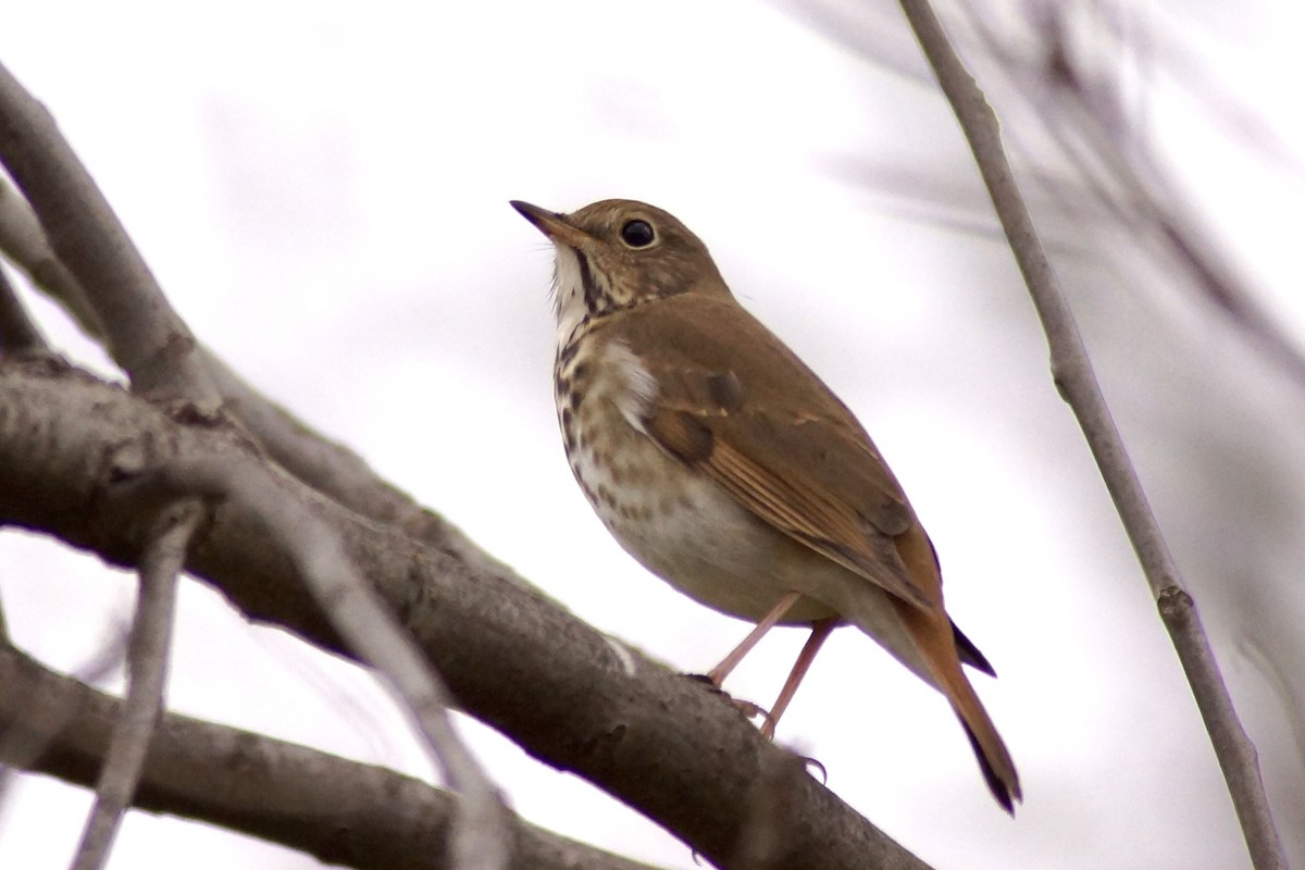 Hermit Thrush - ML645263449