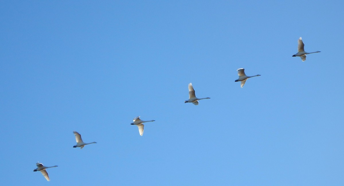 Tundra Swan - ML645263450