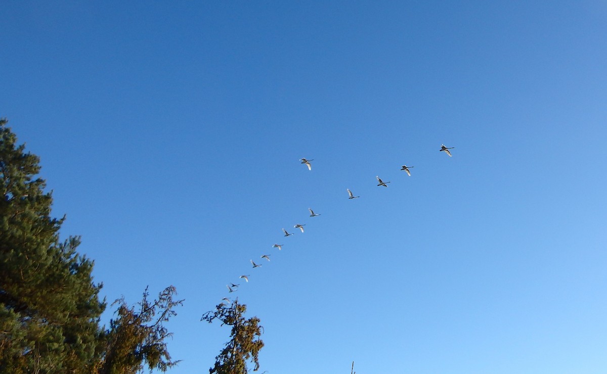 Tundra Swan - ML645263451