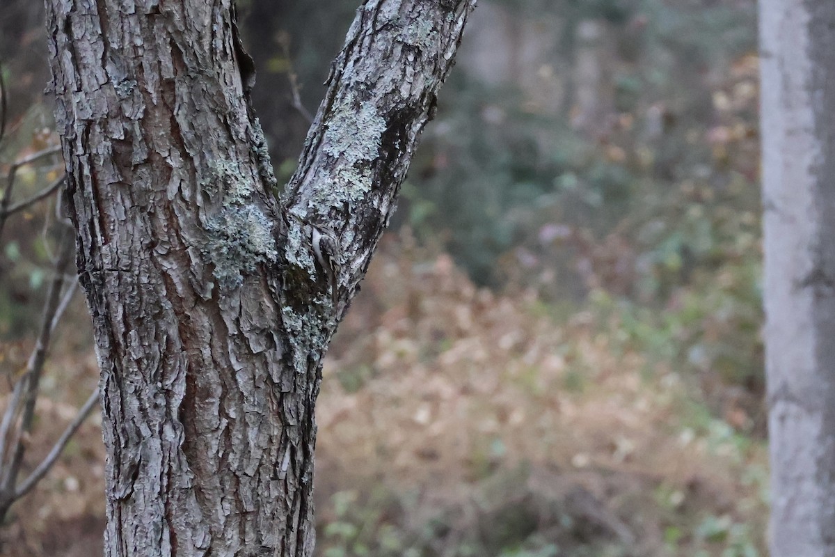 Brown Creeper - ML645263454