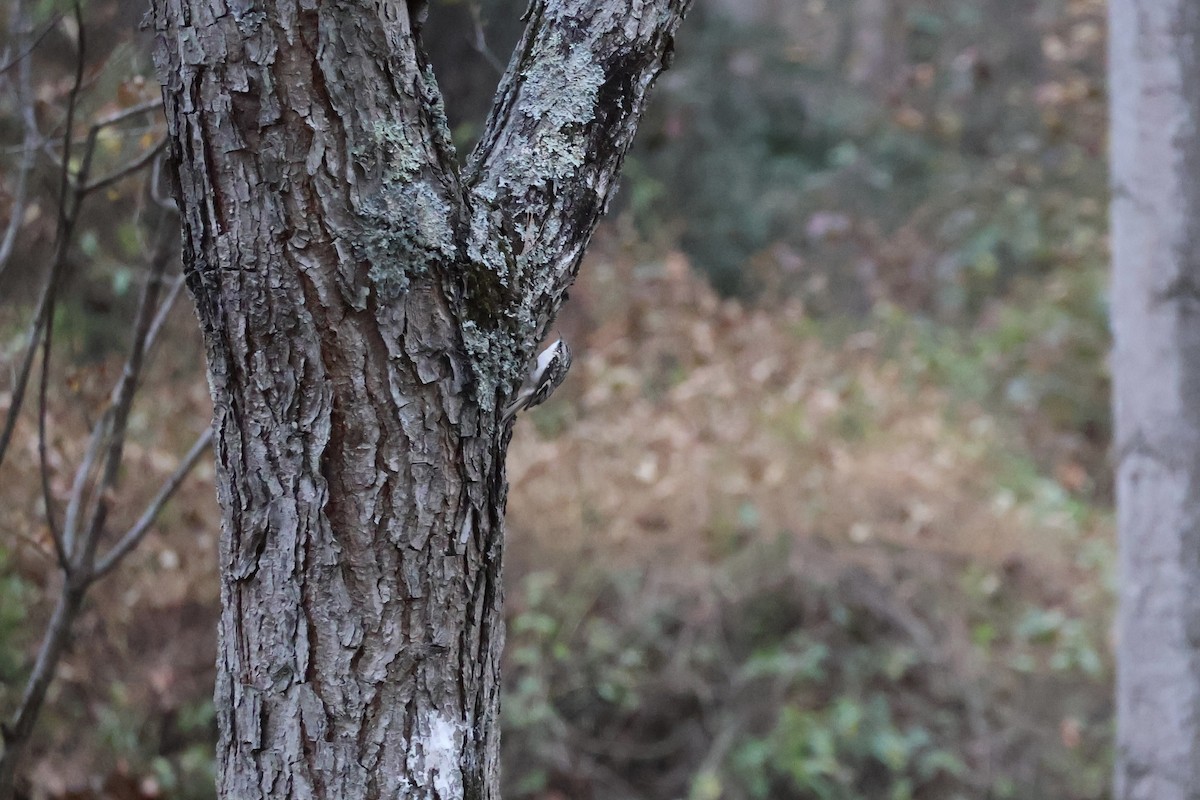 Brown Creeper - ML645263455