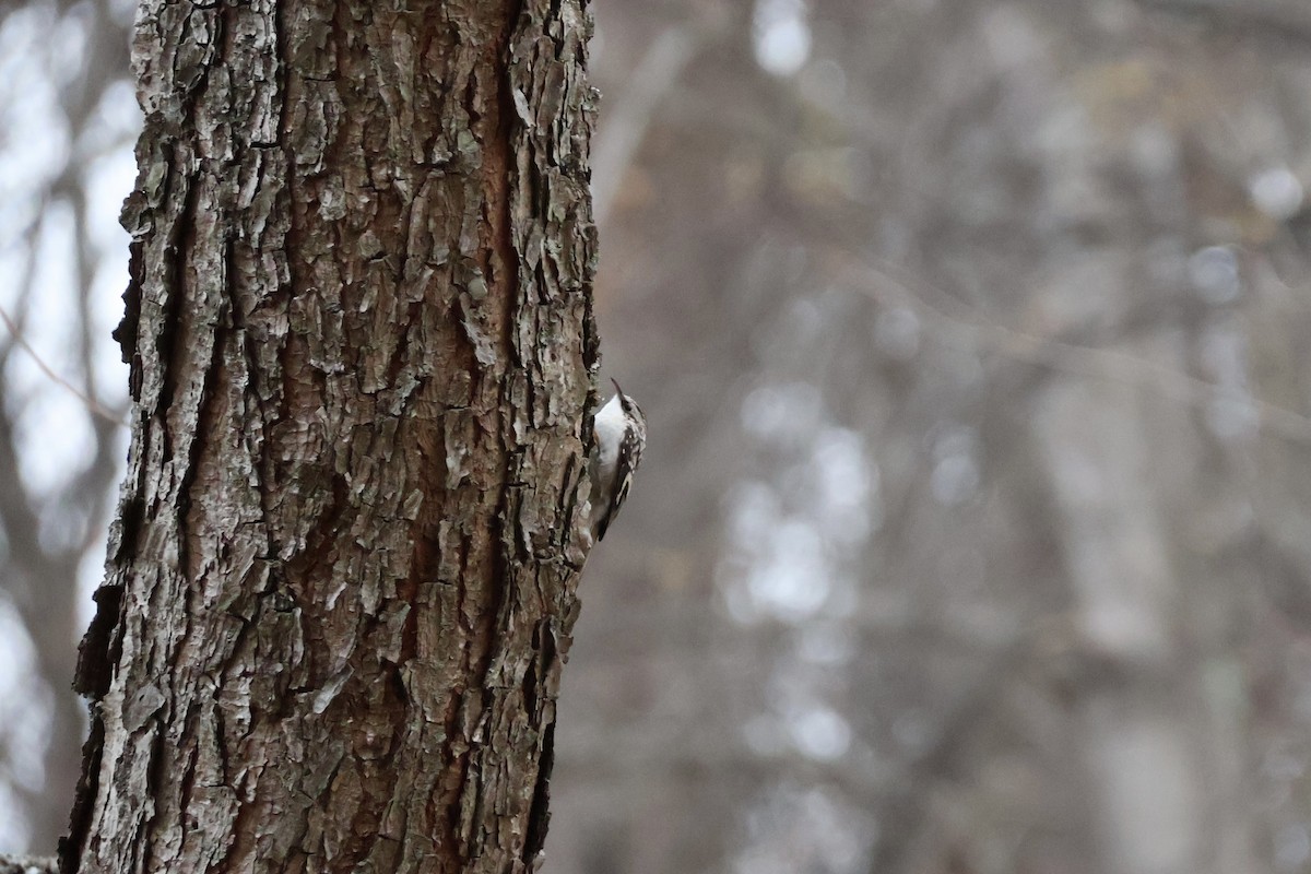 Brown Creeper - ML645263456