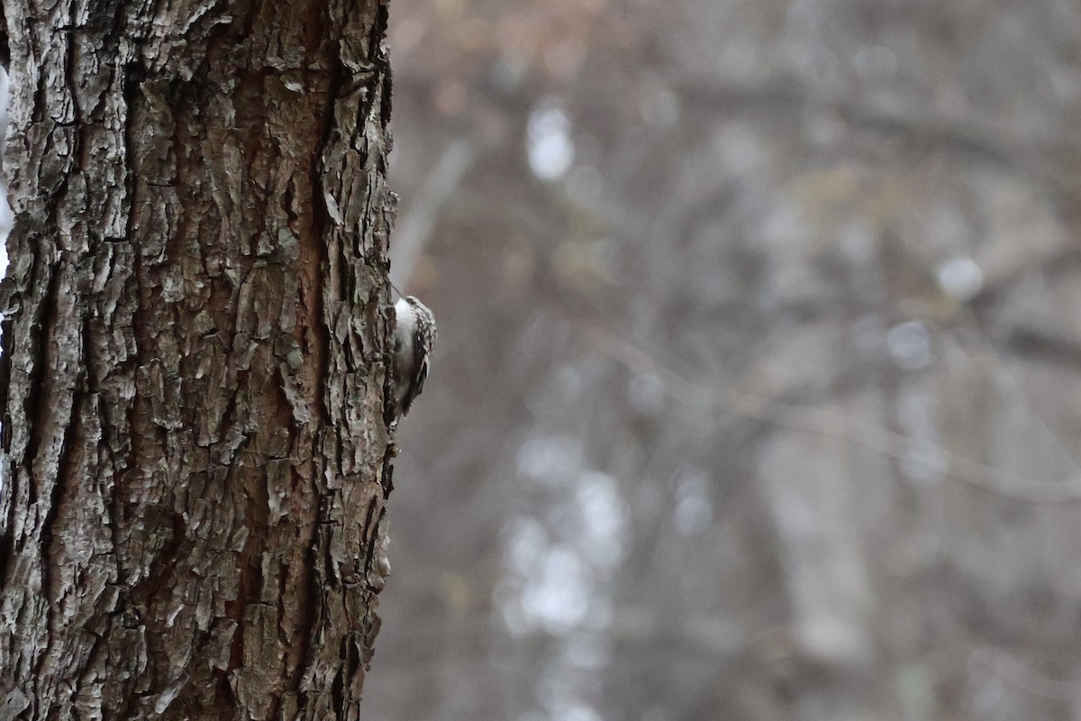 Brown Creeper - ML645263457