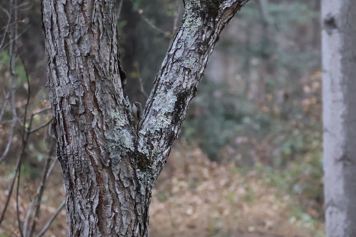 Brown Creeper - ML645263458