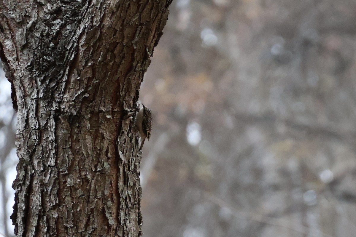 Brown Creeper - ML645263459
