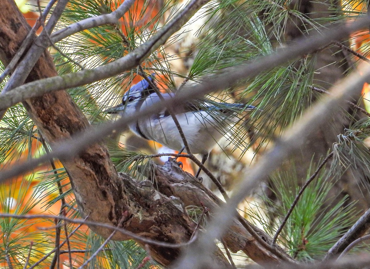 Blue Jay - ML645263460