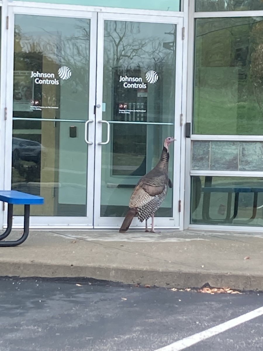 Wild Turkey - ML645263461