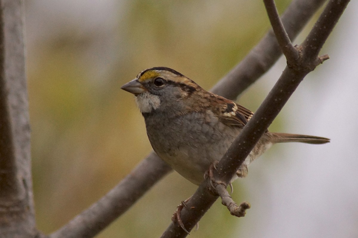 White-throated Sparrow - ML645263462