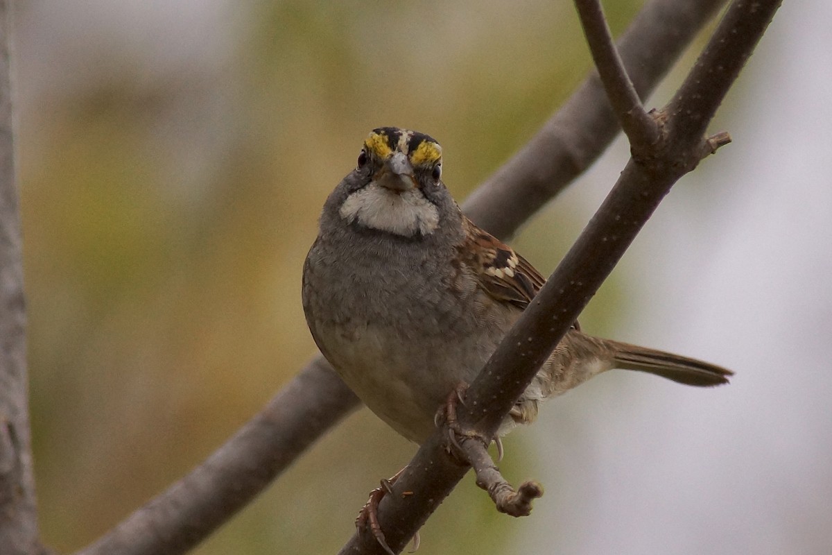 White-throated Sparrow - ML645263463