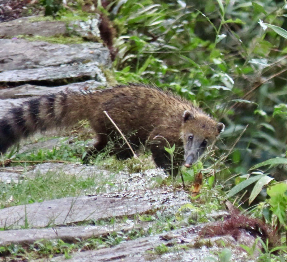 South American Coati - ML645263464