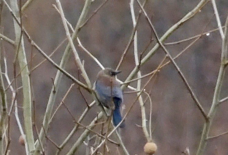 Rusty Blackbird - ML645263469