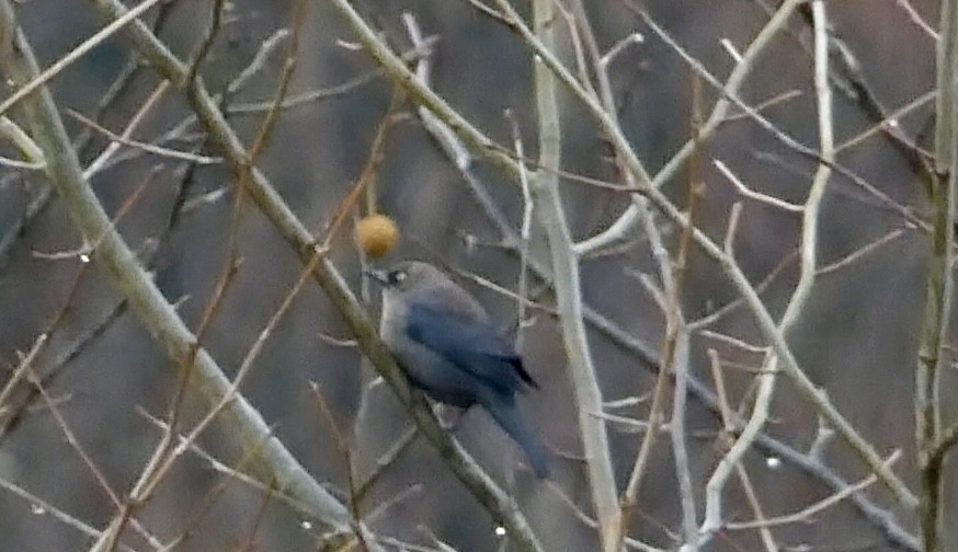 Rusty Blackbird - ML645263470