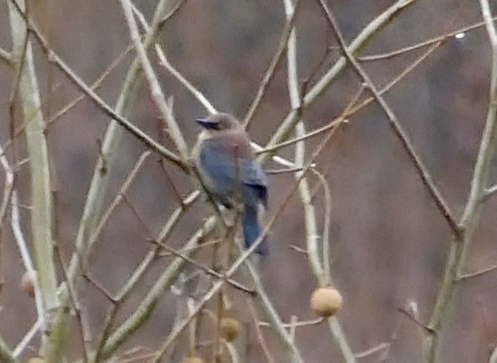 Rusty Blackbird - ML645263471