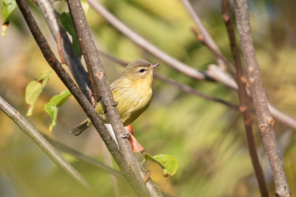 Bireo filadelfiarra - ML645263476