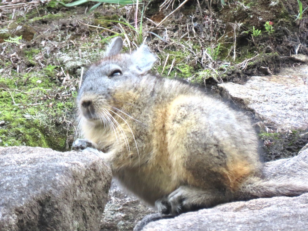 Short-tailed Chinchilla - ML645263477