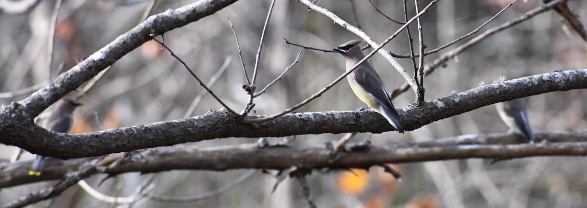 Cedar Waxwing - ML645263480