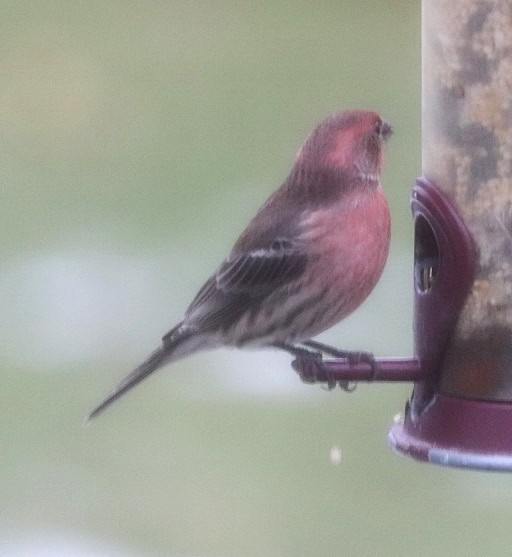 House Finch - ML645263484