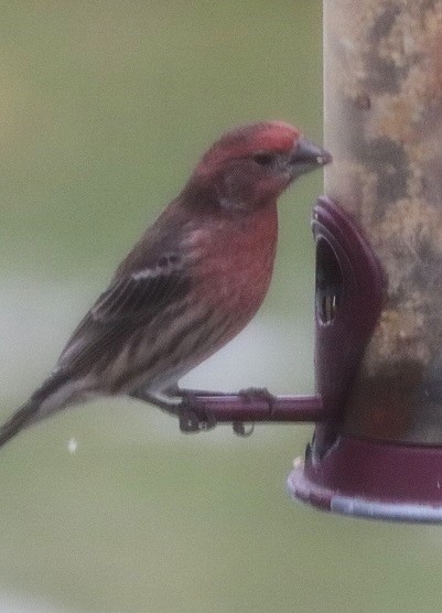 House Finch - ML645263485