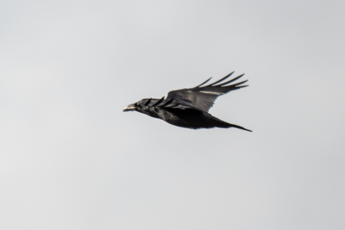 Common Raven - ML645263489