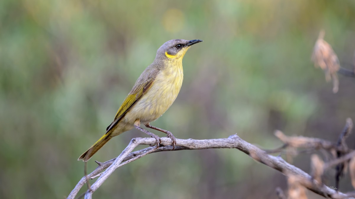 Сероголовый медосос - ML645263490