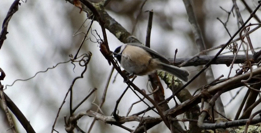 Black-capped Chickadee - ML645263498