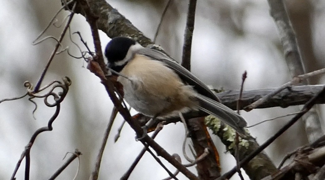 Black-capped Chickadee - ML645263500
