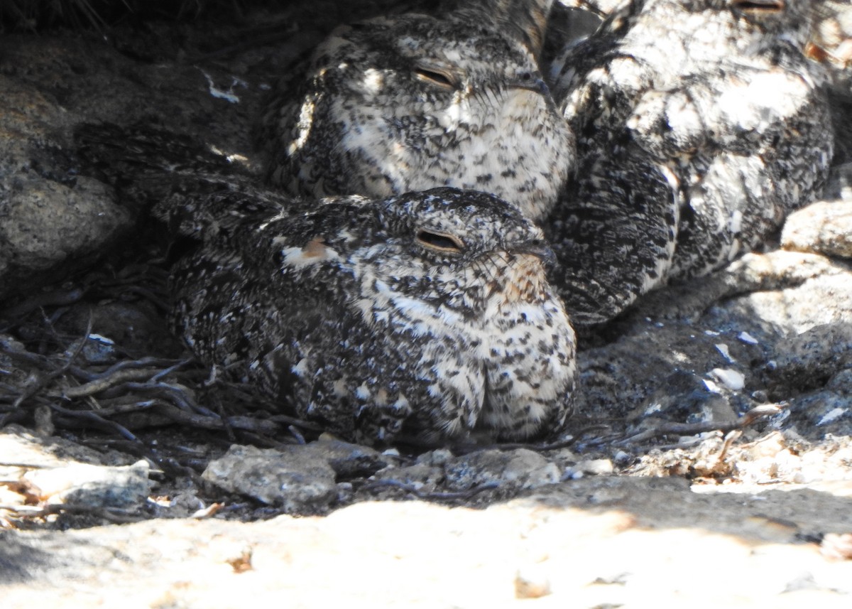 Pygmy Nightjar - ML645263506