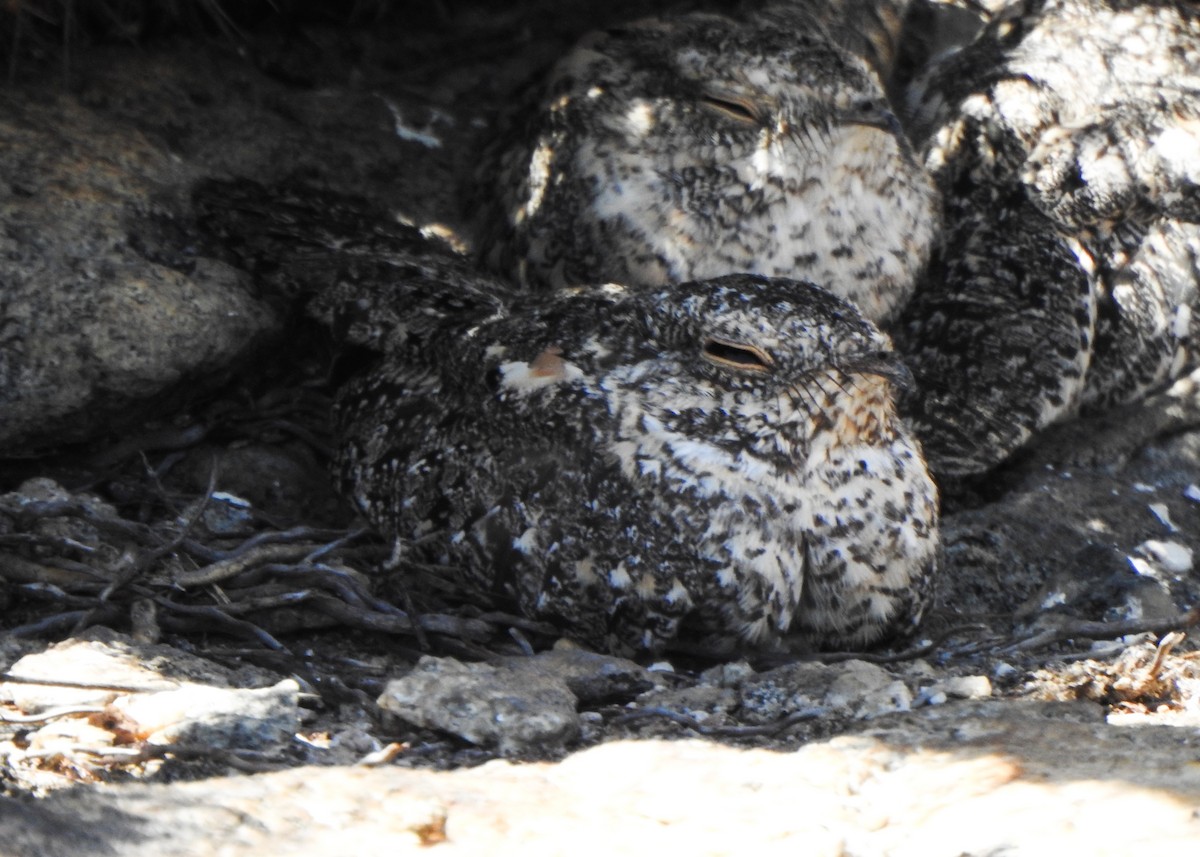 Pygmy Nightjar - ML645263507
