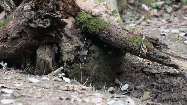 Вівчарик-ковалик - ML645263510