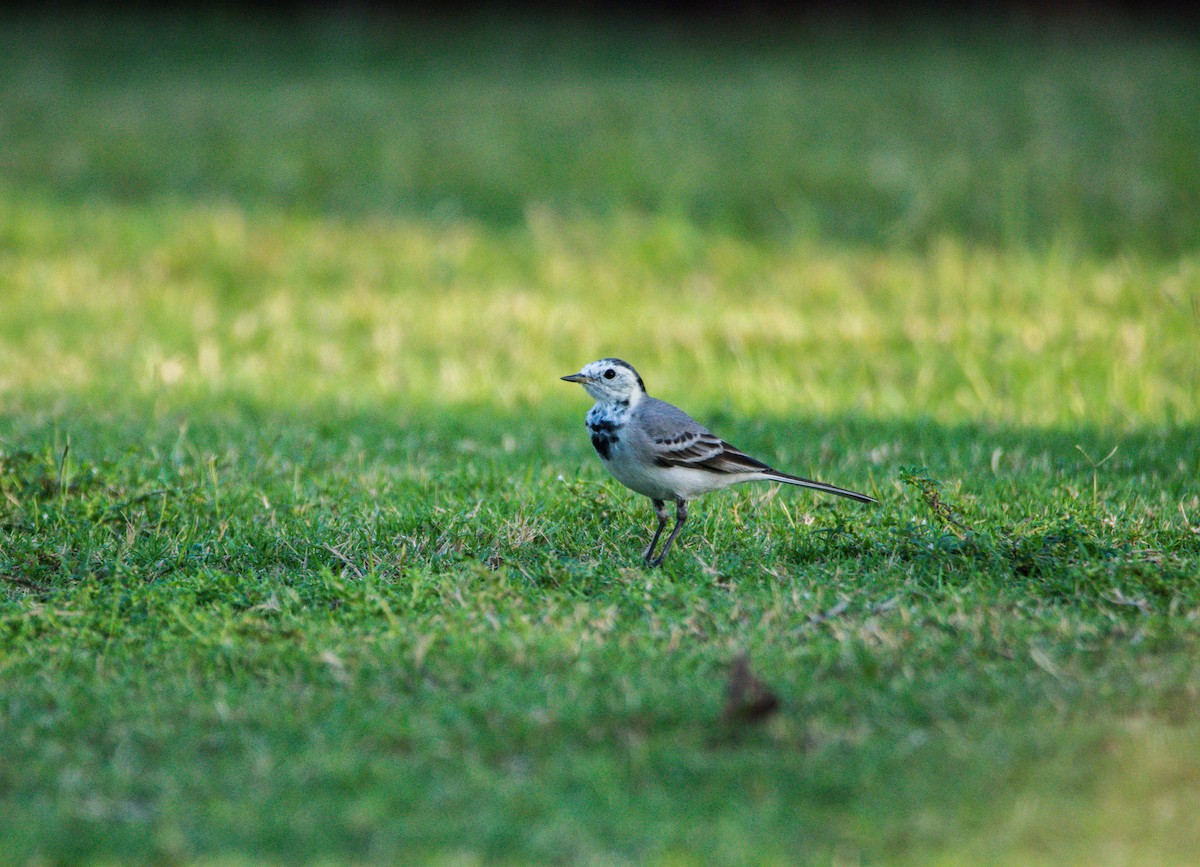 konipas bílý - ML645263511