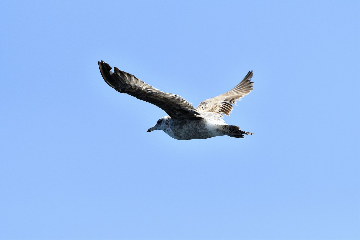 Yellow-footed Gull - ML645263526
