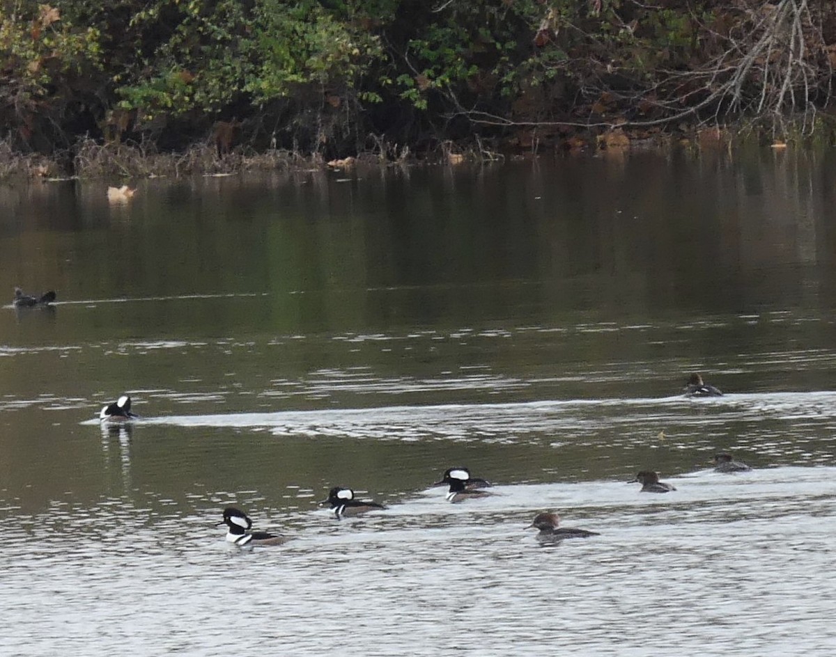 Hooded Merganser - ML645263528