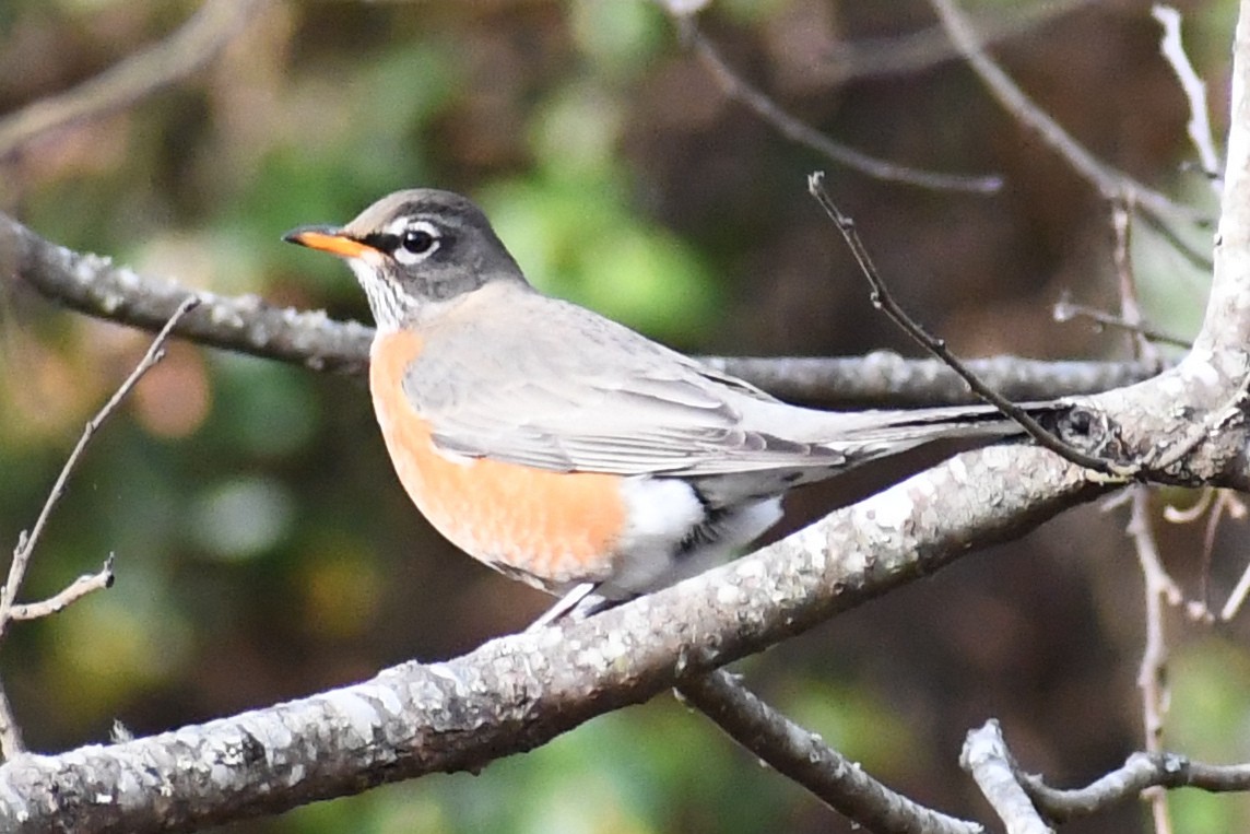 American Robin (migratorius Group) - ML645263529