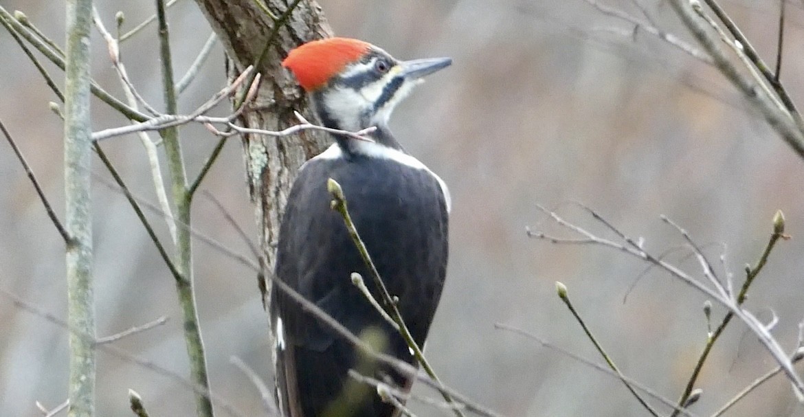 datel chocholatý - ML645263531