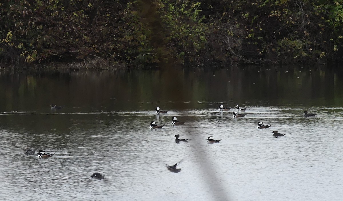 Hooded Merganser - ML645263533