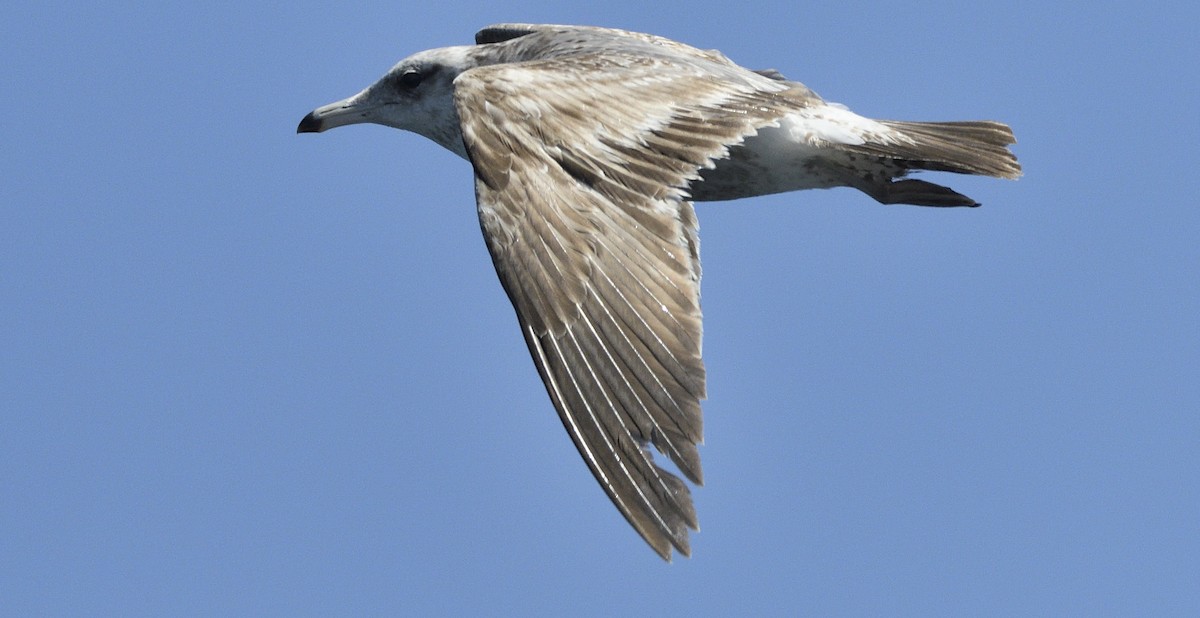 Yellow-footed Gull - ML645263535