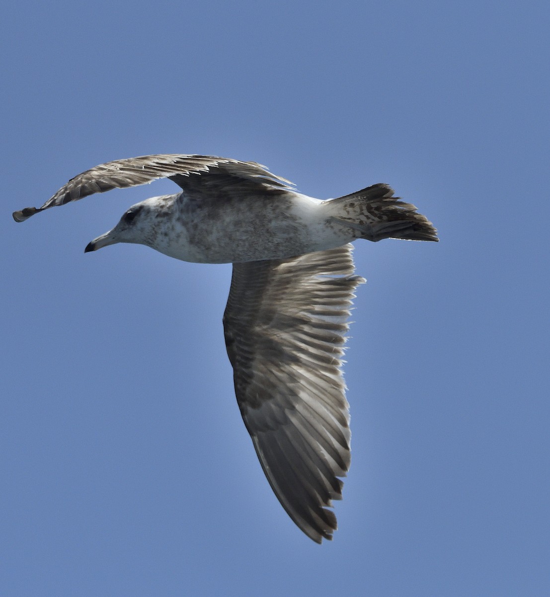 Yellow-footed Gull - ML645263540